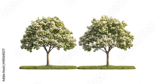Set of big and medium Chestnut trees Castanea sativa isolated cutout, vector illustration, blooming forest plants, deciduous trees, botanical garden elements, seasonal foliage, natural landscape.
