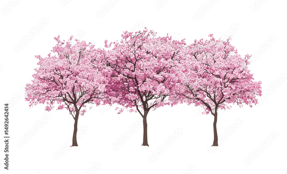 Cornus florida dogwood pink flowers, cherry sakura spring bloom, isolated street trees cutout, garden plants, flowering trees, natural spring scenery, vector illustration. Cornus florida dogwood pink flowers, cherry sakura spring bloom, isolated street trees cutout, garden plants, flowering trees, natural spring scenery, vector illustration.