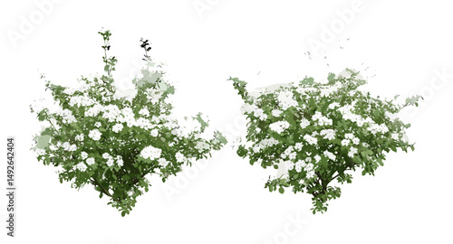 Correa alba white correa shrub isolated frontal cutout, native Australian shrub, garden greenery, botanical plant illustration, vector illustration, natural foliage texture.