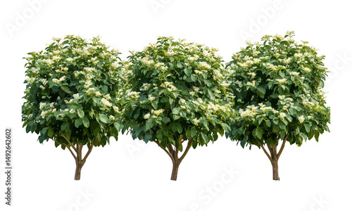 Set of Correa alba white correa shrub isolated cutout, frontal view, Australian native plant, garden flora, botanical vector illustration, ornamental shrub, foliage texture.