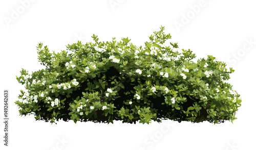 White correa Correa alba shrub isolated cutout frontal, Australian native plant, ornamental garden shrub, foliage details, botanical vector illustration, landscape greenery.