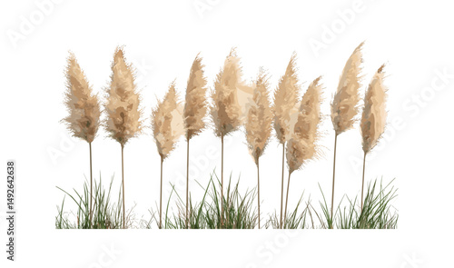 Cortaderia selloana pumila Pampas grass isolated frontal tree png, vector illustration, decorative grass, natural plant, outdoor greenery, landscaping elements.