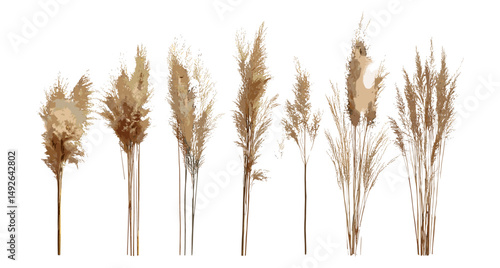 Set of Cortaderia selloana pumila Pampas grass isolated frontal tree cutout, vector illustration, ornamental grass, garden plant, tropical foliage, landscape design.