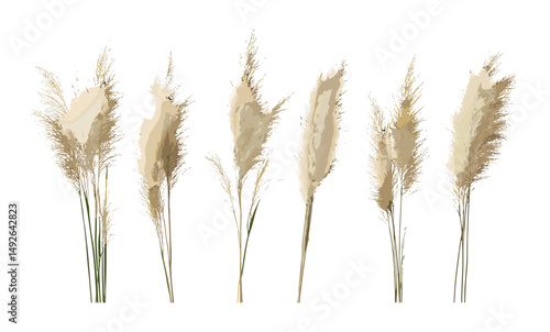 Pampas grass Cortaderia selloana pumila isolated frontal tree cutout, vector illustration, garden decor, wild grass, tropical plant, meadow vegetation, natural foliage.