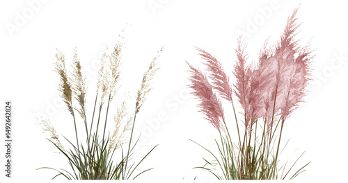 Cortaderia selloana pumila and rosea isolated frontal pampas grass cutout, ornamental grass, garden plants, tropical foliage, vector illustration.