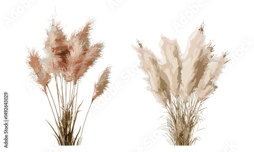 Set of Cortaderia selloana pumila and rosea isolated frontal tree png, pampas grass plants, ornamental grass, garden landscape, vector illustration.