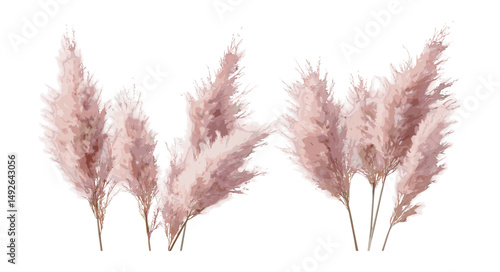 Cortaderia selloana rosea and pumila isolated frontal tree png, pampas grass clump, ornamental plants, landscape gardening, vector illustration.