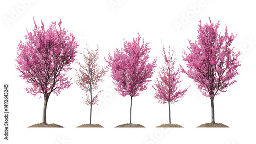 Small Corylus maxima purpurea trees set in daylight, frontal street view, transparent background, vector illustration, landscaping element, foliage tree, isolated urban trees.