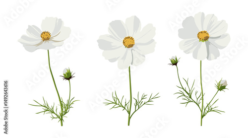 Mexican aster, cosmea, cosmos bipinnatus set, isolated floral design, botanical elements, cutout, vector illustration, wildflower garden, flower arrangement, nature plant collection.