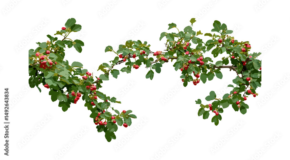 Fototapeta premium Isolated Crataegus persimilis, plumleaf hawthorn, summer and fall tree collection, broad-leaved cockspur thorn, front view, foliage, garden plant, transparent background, vector illustration.