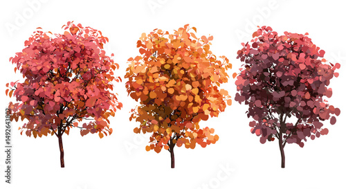 Set of Cotinus grace and Nyssa sinensis Chinese tupelo autumn tree, vector illustration, isolated cutout, fall foliage, deciduous tree, seasonal plant, botanical tree silhouette.