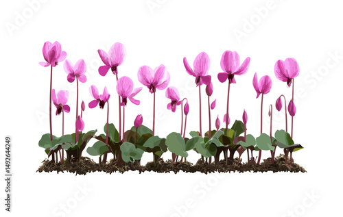 Cyclamen persicum isolated PNG, Persian cyclamen flowering plant, ornamental flower, indoor garden, decorative bloom, horticulture, vector illustration.