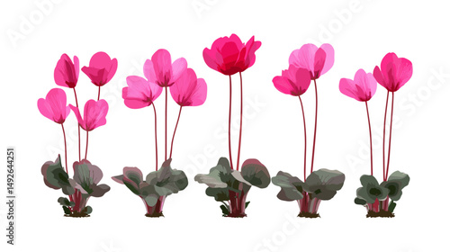 Set of Cyclamen persicum flowering frontal isolated cutout, Persian cyclamen flowers, garden plant, floral botanical, natural spring bloom, vector illustration.