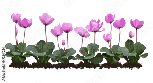 Flowering Cyclamen persicum frontal isolated, Persian cyclamen blossom, seasonal flowers, houseplant decor, floral nature, garden beauty, vector illustration.