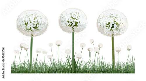 Set of Daucus carota, Allium cepa frontal isolated png, tree, botanical illustration, herbal plants, garden vegetables, organic farming, vector illustration.