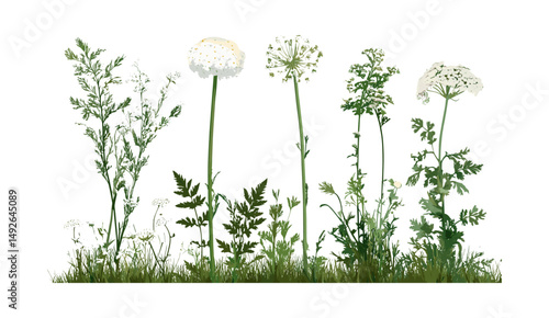 Daucus carota European wild carrot Queen Anne's lace bishop's lace bird's nest herbal flower isolated cutout tree meadow garden vector illustration, floral design.
