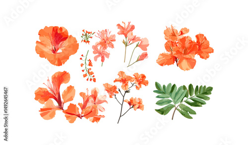 Flamboyant tree, Delonix regia, royal poinciana, flame of the forest, peacock flower, blossoming isolated png, tropical flora, exotic tree, summer garden, vector illustration.