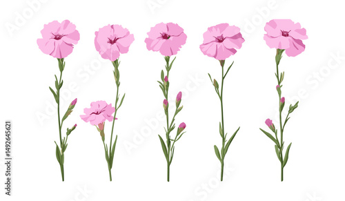 Dianthus gratianopolitanus, clove pink flowers isolated cutout, Cheddar pink plant, garden greenery, flowering herbaceous perennial, botanical vector illustration.