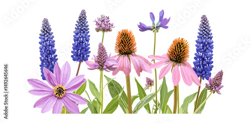 Blue Danube Camassia leichtlinii, Echinacea purpurea flowers, isolated tree, floral composition, perennial garden plants, medicinal herbs, vector illustration, png, spring season.