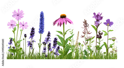 Camassia leichtlinii Blue Danube, Echinacea purpurea flowering, garden flora, tree isolated, wildflowers bouquet, herbal plant, vector illustration, cutout, natural landscape, summer.