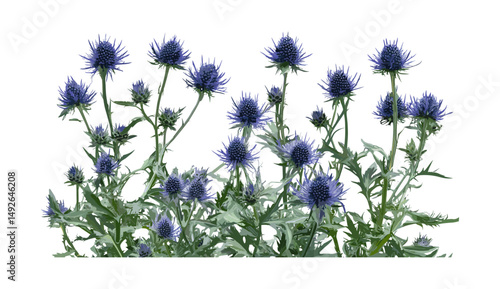 Set of Eryngium planum blue eryngo flat sea holly frontal isolated png cutout, botanical illustration, garden plant, medicinal herb, vector illustration.