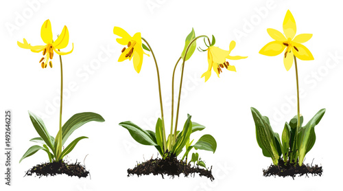 Yellow trout lily, Erythronium americanum isolated, fawn lily, dogtooth violet, woodland wildflowers, nature plants, spring flora, vector illustration.
