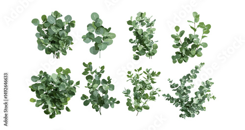 Isolated Eucalyptus citriodora and Amygdalina peppermint tree in bright daylight, medicinal plant, aromatic herb, fresh foliage, nature greenery, cutout, herbal garden, vector illustration.
