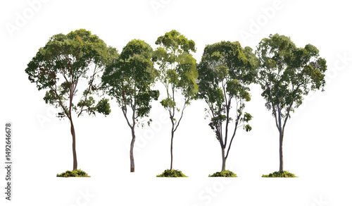 Eucalyptus gunnii street trees cutout, cider gum, isolated tree png, city greenery, outdoor landscaping, urban nature, garden design, botanical vector illustration.