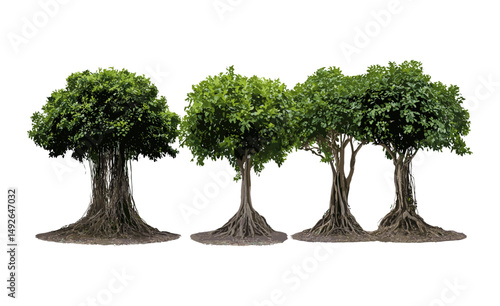 Ficus microcarpa tree set, Chinese banyan, Malayan banyan, Indian laurel, curtain fig, small-fruited fig, isolated street trees, vector illustration, tropical urban plants.