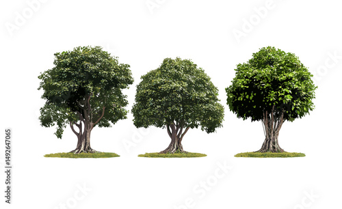 Set of Ficus microcarpa, Chinese banyan, Indian laurel, small-fruited fig, Malayan banyan, curtain fig, street trees isolated cutout, vector illustration, urban landscaping.