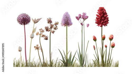 Allium siculum, Kniphofia uvaria isolated tree with vector illustration, exotic garden plants, flowering bulbs, summer flowers, botanical flora, natural greenery, outdoor landscape.