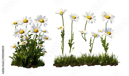 Chamaemelum nobile tree, frontal view, vector illustration, isolated cutout, chamomile plant, herbal medicine, botanical image, garden herb, healing flowers, nature design, png.