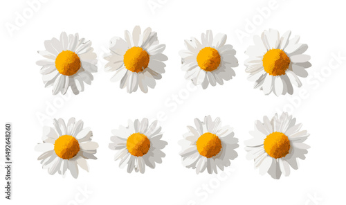 Chamomile tree, Chamaemelum nobile, vector illustration, cutout, herbal plant, isolated botanical element, garden herb, floral clipart, natural remedy, wildflower, healing herb, png.