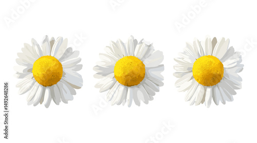 Vector illustration, chamomile plant, Chamaemelum nobile, cutout tree, herbal nature element, wildflower, garden herb, medicinal plant, floral art, foliage design, isolated, png.
