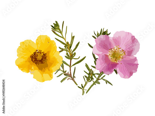 Foto Vector illustration of Cistus incanus and Artemisia abrotanum cutout, hoary rock-rose tree, medicinal herbs, herbal plant, nature foliage, botany species, green shrub, isolated plant