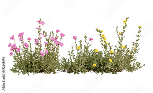 Vector illustration of Artemisia abrotanum and Cistus incanus, cutout herbal plant, hoary rock-rose tree, medicinal garden foliage, green shrub, botanical species, healing herbs.