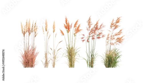 Miscanthus purpurascens Autumn Flame grass isolated cutout, flame grass plant, decorative grasses, landscaping plants, autumn garden, vector illustration.