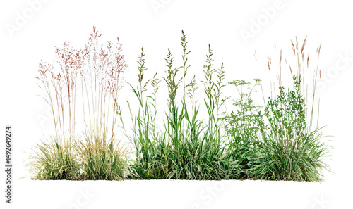 Front view Prairie dropseed Sporobolus heterolepis and Calamagrostis acutiflora Karl Foerster grass cutout, native prairie plants, sustainable landscaping, vector illustration.