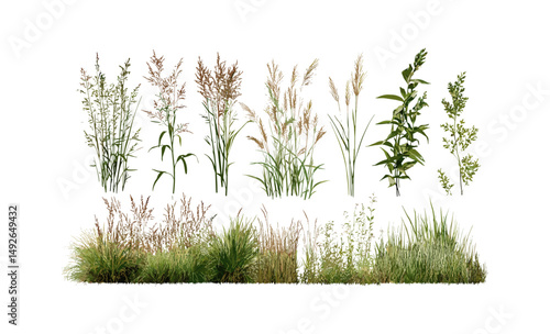 Prairie dropseed Sporobolus heterolepis and Calamagrostis acutiflora Karl Foerster grass isolated cutout, perennial ornamental grass, eco-friendly garden design, vector illustration.
