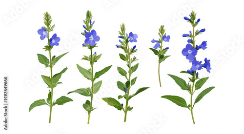 Veronica gentianoides cutout, gentian speedwell wildflower, isolated plant, meadow flower, natural flora, summer garden plant, vector illustration, botanical art.