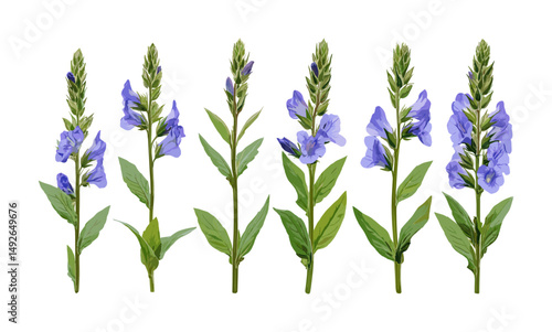 Frontal gentian speedwell isolated png, Veronica gentianoides wildflower, herbal plant, flowering meadow herb, natural garden flora, vector illustration, botanical design.