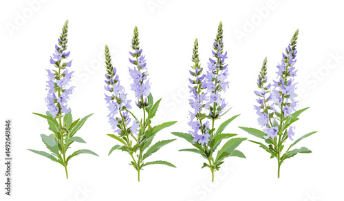 Frontal Veronica spicata, spiked speedwell cutout, wildflower herb, garden plant, natural floral, meadow bloom, botany, herbal remedy, vector illustration.