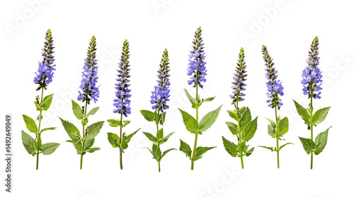 Set of Veronica spicata, spiked speedwell, frontal view isolated cutout, tree, wildflower, medicinal herb, garden plant, botanical illustration, vector illustration.