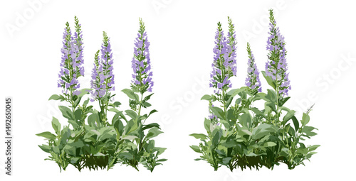 Isolated Veronica teucrium and Veronica gentianoides, tree, vector illustration, wild herbs, flowering shrubs, meadow flora, natural plants, botanical illustration.