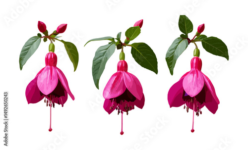 Fuchsia magellanica flowering plant isolated cutout, hummingbird fuchsia, hardy fuchsia, chilco, ornamental shrub, botanical garden, floral design, vector illustration.
