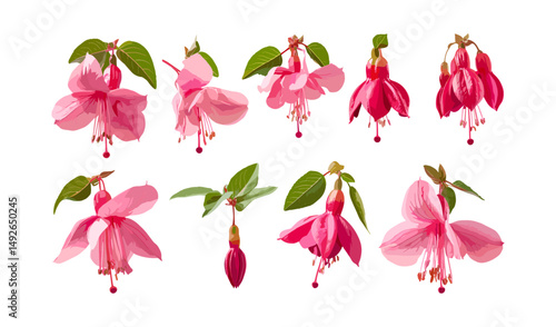 Set of Jasminum sambac flowers, Fuchsia jasmine, frontal isolated PNG, tree branch, tropical plant, exotic bloom, vector illustration, botanical garden, floral decor, nature art.