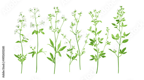 Galium odoratum sweet woodruff isolated png, sweetscented bedstraw, woodland herb, garden plant, botanical illustration, herbal medicine, forest foliage, vector illustration.