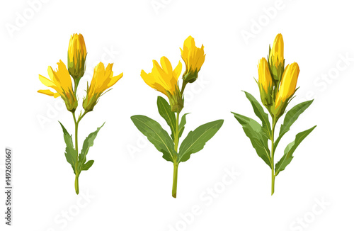 Gentiana lutea isolated, great yellow gentian, tree, alpine plant, wildflower, herbal medicine, botanical flower, garden plant, vector illustration, natural flora, meadow flower.