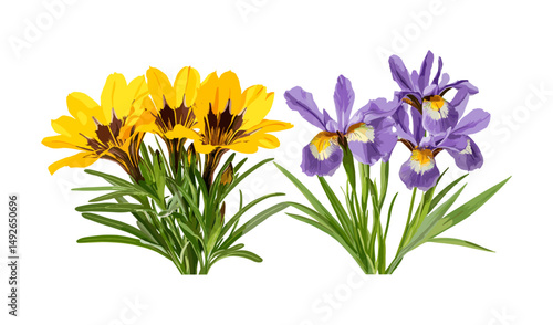 Isolated Gazania rigens and Iris tectorum, garden flowers, botanical elements, ornamental plants, natural foliage, tropical garden, vector illustration, floral arrangement, greenery.