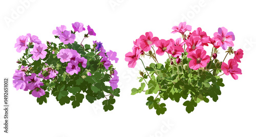 Geranium Rozanne Jolly Bee, Geranium palmatum, isolated png, tree, garden flowers, perennial plants, botanical species, flower cluster, vector illustration, spring garden.